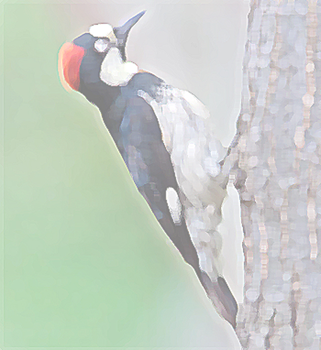 Acorn Woodpecker