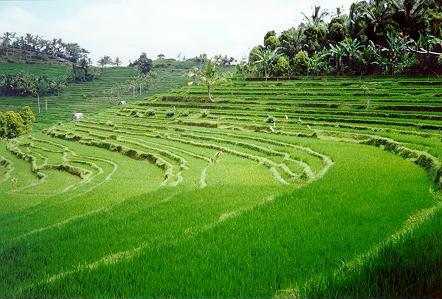 pictures of bali